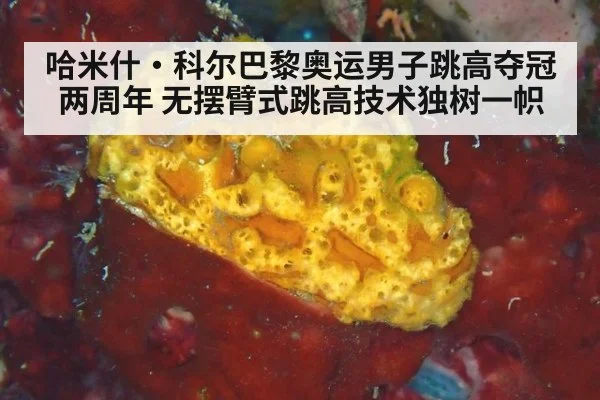 哈米什·科尔巴黎奥运男子跳高夺冠两周年 无摆臂式跳高技术独树一帜 | jiuyouhui